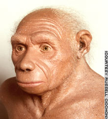 This re-creation of homo erectus shows the thickness of the brow ridge and the slope of the skull.